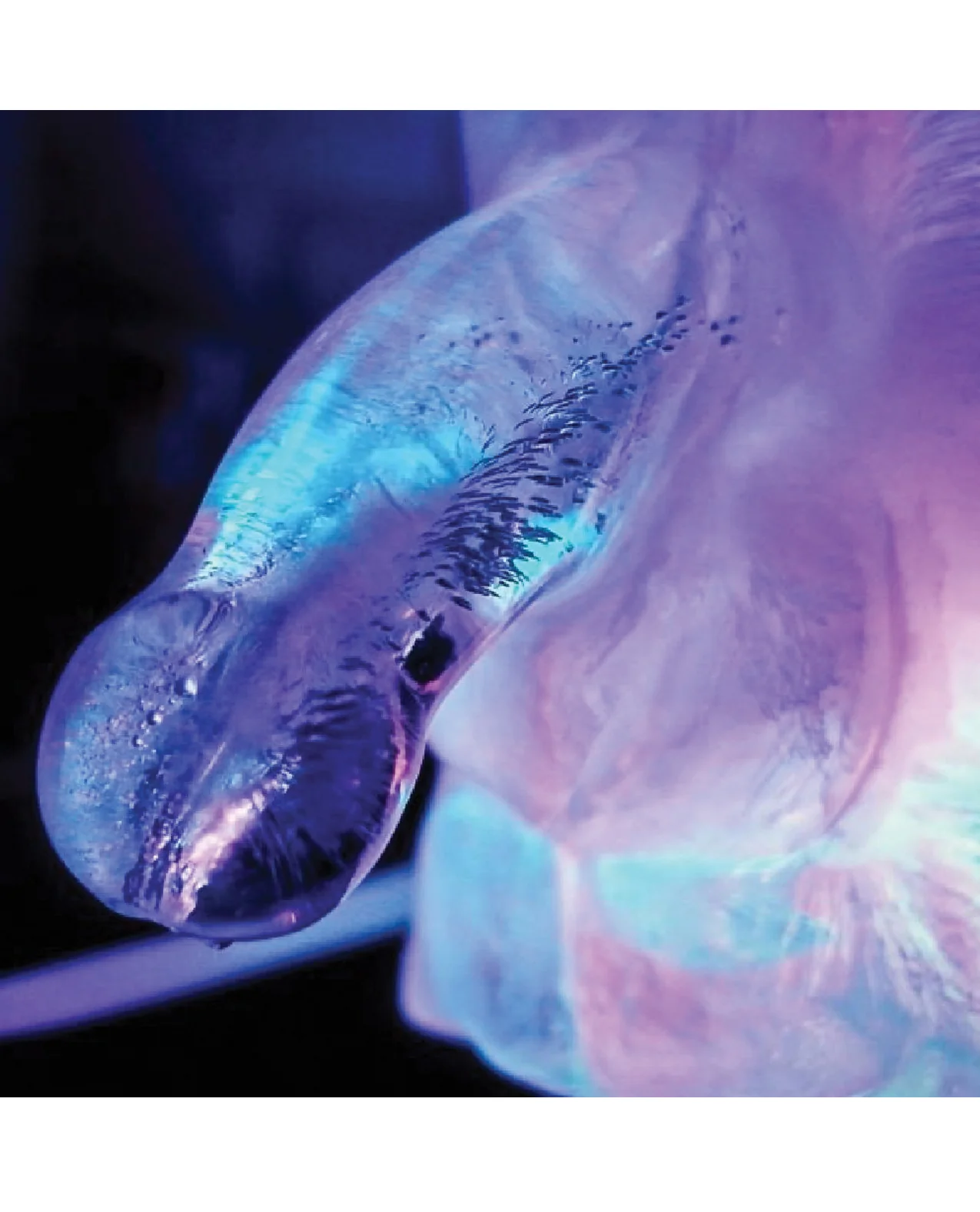 Play Wiv Me Huge Penis Ice Luge - Image 5